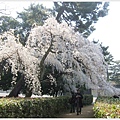 京都御苑-櫻花-4.JPG