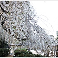 京都御苑-櫻花-5.JPG