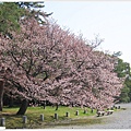 京都御苑-櫻花-7.JPG