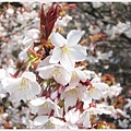 京都御苑-櫻花-9.JPG