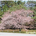京都御苑-櫻花-10.JPG