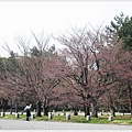 京都御苑-櫻花-11.JPG