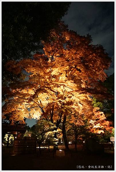 六義園-夜楓-2.JPG 六義園-夜楓-2.JPG