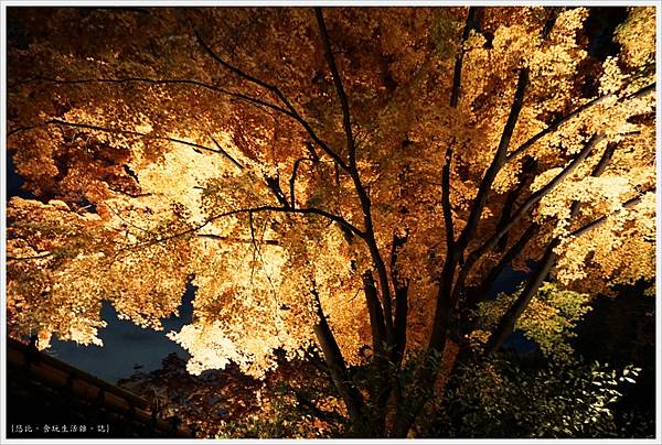 六義園-夜楓-4.JPG 六義園-夜楓-4.JPG