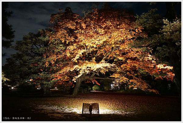 六義園-夜楓-5.JPG 六義園-夜楓-5.JPG