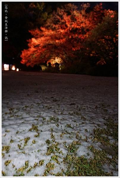 六義園-夜楓-10.JPG 六義園-夜楓-10.JPG