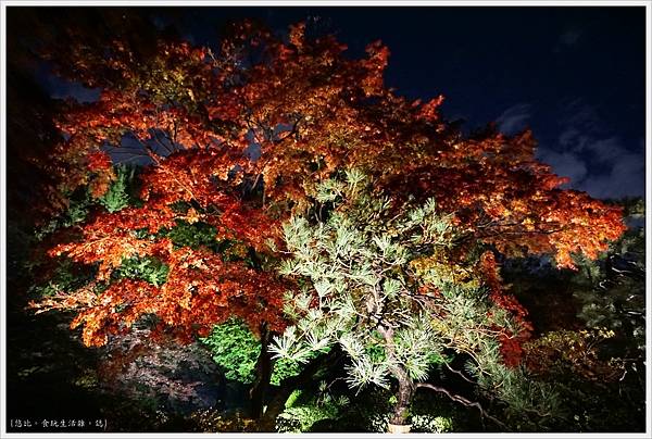 六義園-夜楓-28.JPG 六義園-夜楓-28.JPG