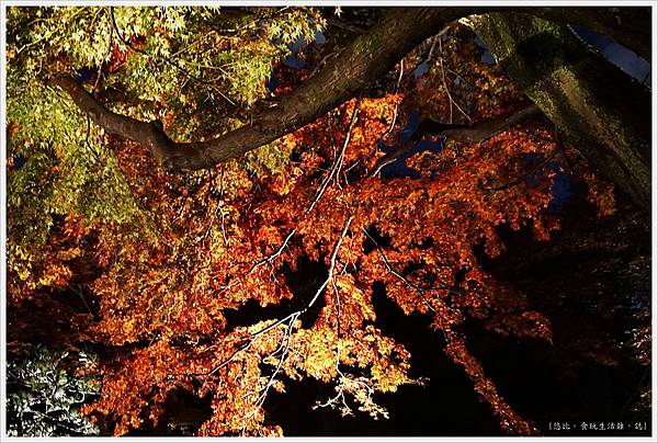 六義園-夜楓-30.JPG 六義園-夜楓-30.JPG