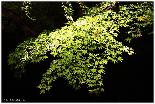 六義園-夜楓-40.JPG 六義園-夜楓-40.JPG