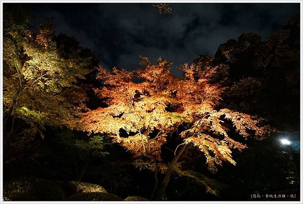 六義園-夜楓-43.JPG 六義園-夜楓-43.JPG