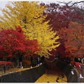 紅葉迴廊-紅葉祭-白天-31.JPG