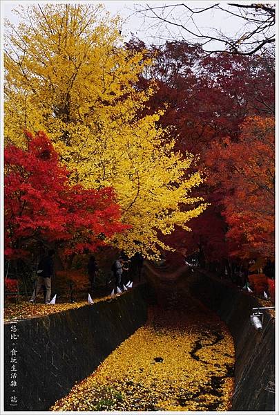 紅葉迴廊-紅葉祭-白天-33.JPG