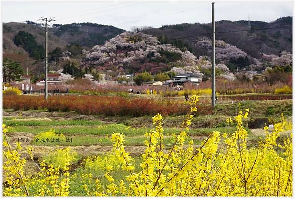 花見山-2.JPG