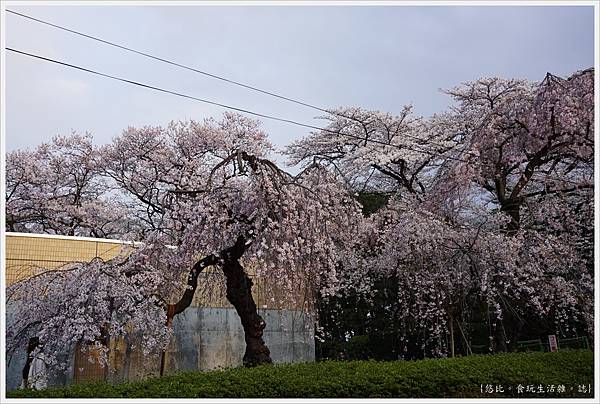 榴岡公園-10.JPG