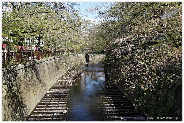 目黑川-5-櫻花.JPG