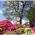 根津神社杜鵑-97.JPG