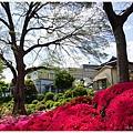 根津神社杜鵑-104.JPG