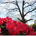 根津神社杜鵑-106.JPG