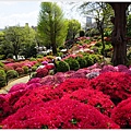 根津神社杜鵑-107.JPG