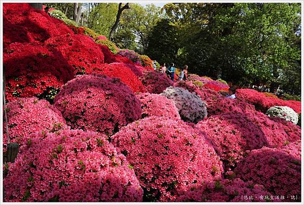 根津神社杜鵑-110.JPG