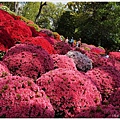 根津神社杜鵑-110.JPG
