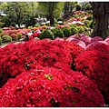 根津神社杜鵑-109.JPG