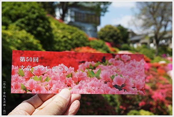 根津神社杜鵑-113.JPG