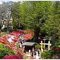 根津神社杜鵑-115.JPG