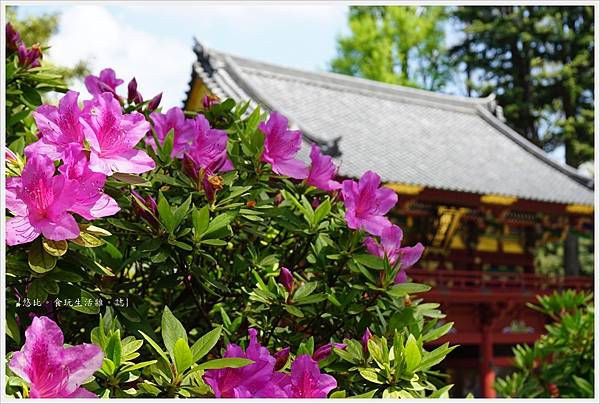 根津神社杜鵑-117.JPG