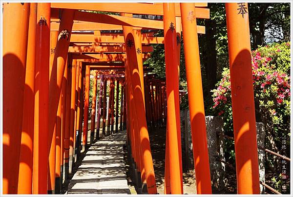 根津神社杜鵑-120.JPG