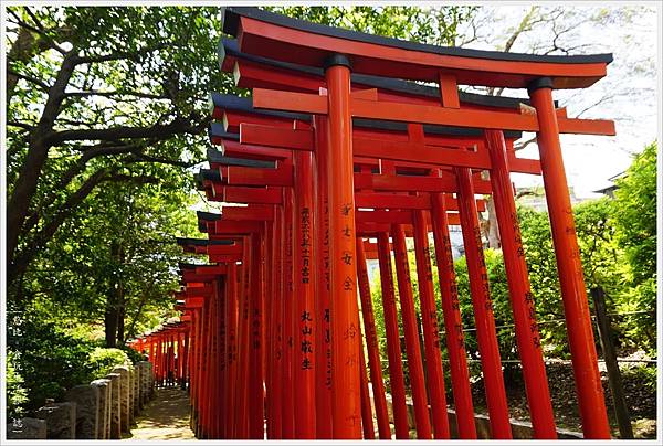 根津神社杜鵑-127.JPG