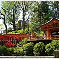 根津神社杜鵑-134.JPG