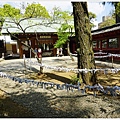根津神社杜鵑-146.JPG