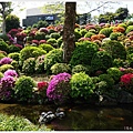 根津神社杜鵑-163.JPG