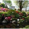 根津神社杜鵑-165.JPG