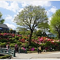 根津神社杜鵑-167.JPG