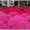 根津神社杜鵑-175.jpg