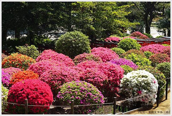 根津神社杜鵑-50.JPG