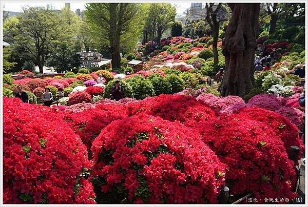 根津神社杜鵑-55.JPG