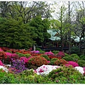 根津神社杜鵑-60.JPG