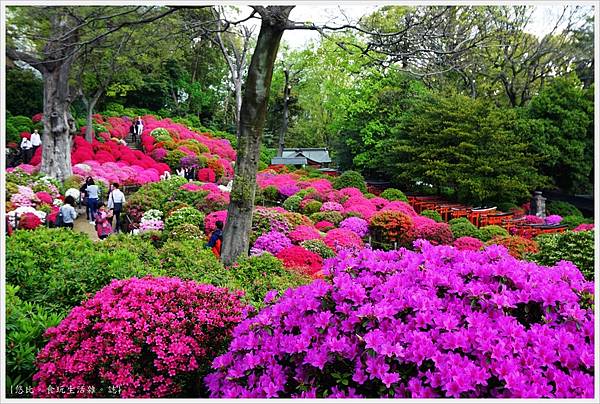 根津神社杜鵑-62.JPG