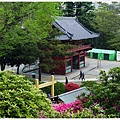 根津神社杜鵑-63.JPG