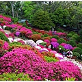 根津神社杜鵑-64.JPG