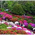 根津神社杜鵑-66.JPG