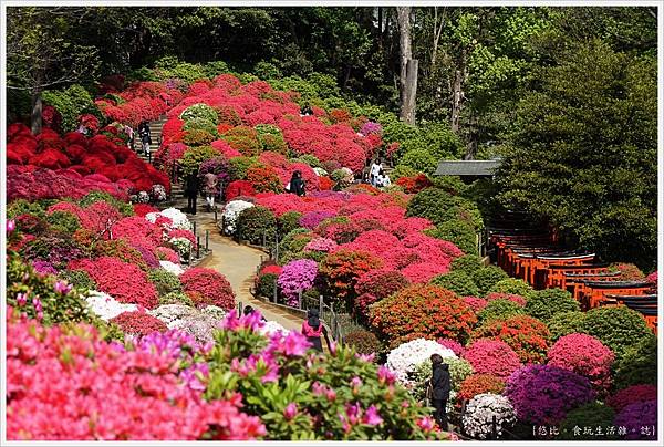 根津神社杜鵑-73.JPG