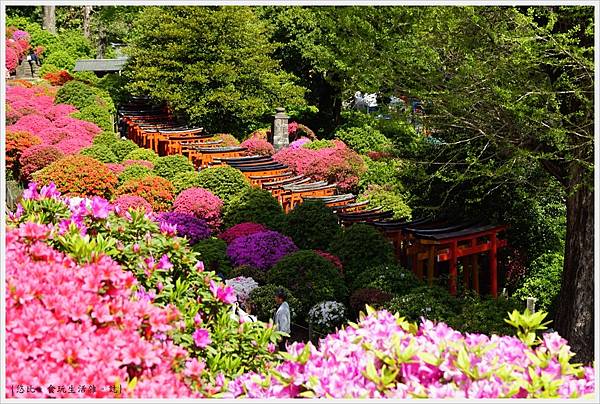 根津神社杜鵑-74.JPG