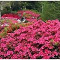 根津神社杜鵑-77.JPG