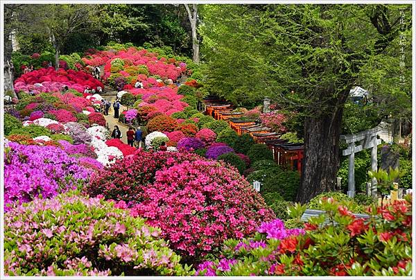 根津神社杜鵑-79.JPG