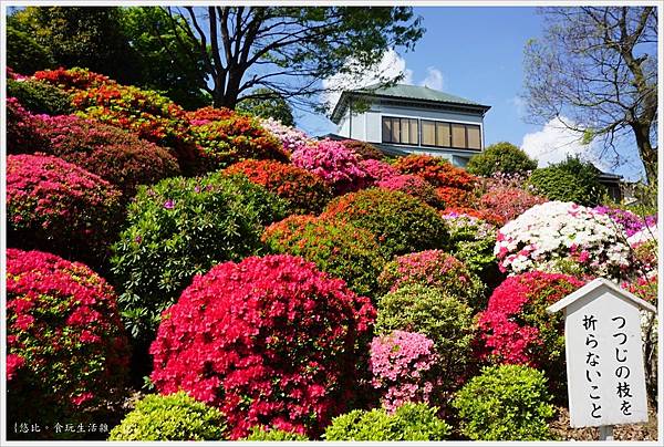 根津神社杜鵑-17.JPG