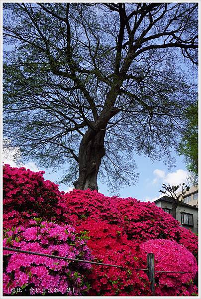 根津神社杜鵑-26.JPG